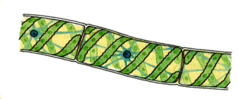 0602suso-2430-238x99.png