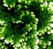 0602sw4h-f309-221x205.png