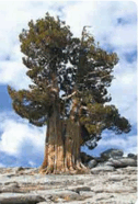 0602szx9-405c-126x186.png