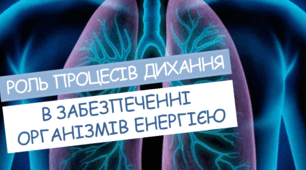 Роль процесів дихання в забезпеченні організмів енергією.  