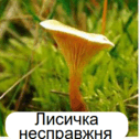 0602teft-6be1-127x126.png