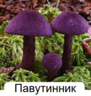 0602teg3-36d0-133x140.png