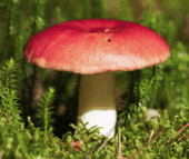 0602teha-19c1-170x143.png