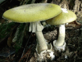 0602tehk-e119-164x124.png