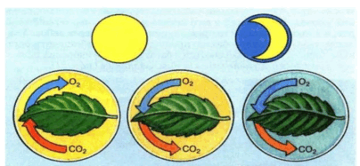 0602th2l-7d03-404x187.png