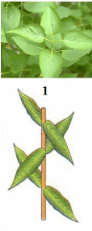 0602thgc-189b-126x315.png