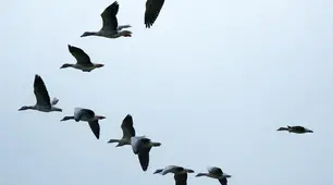 Птахи помахали крилами