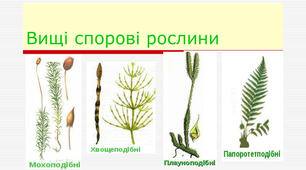 Вищі спорові рослини. Мохоподібні