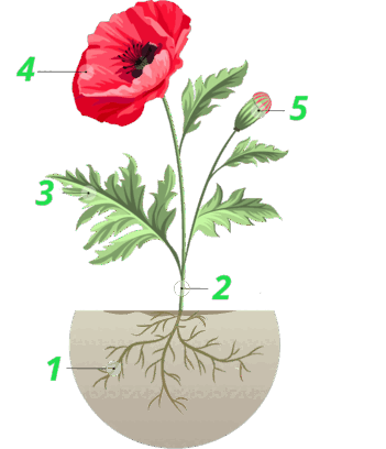 0602ttj7-15cd-351x408.png