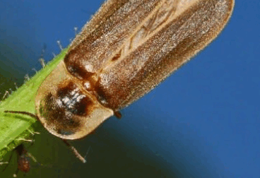 0602ttyj-7e97-368x252.png