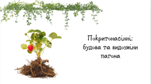7 клас НУШ. Покритонасінні рослини: будова бруньки, пагона й листка.