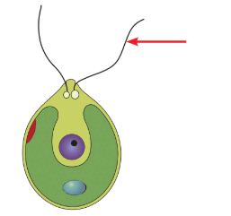 0602u5gn-79ce-257x241.png