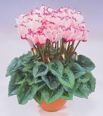 0602u5u7-55ae-212x238.jpg