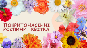 Презентація на тему "Покритонасінні рослини квітка. "