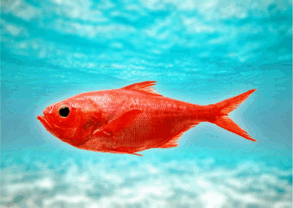 0602ub0j-c926-293x208.png