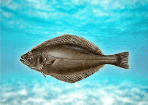 0602ub1h-f2da-296x210.png