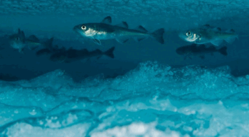 0602ub5o-1fe2-356x196.png