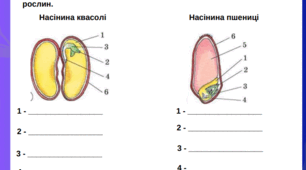 Аркуш завдань для учнів 7 класу на тему: "Будова насінини"