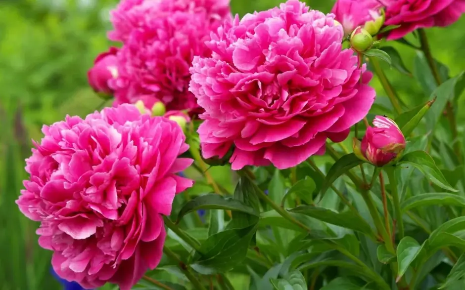 0602uga5-d66e-940x587.webp