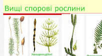 (Копія) Вищі спорові рослини.