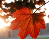 0602v05c-4a12-157x125.png