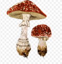 0602v0x7-114f-127x130.png