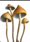 0602v0xg-c740-98x138.png