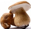 0602v0zz-f220-122x117.png