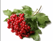 0602v15i-680e-173x134.png