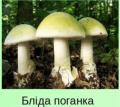 0602v3xe-bf60-240x214.png