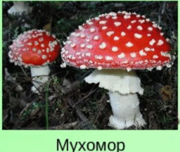 0602v3yk-161e-256x216.png