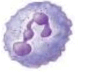 0602v49g-8099-169x138.png