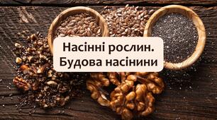 §26 Насінні рослин. Будова насінини