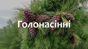 §27 Голонасінні