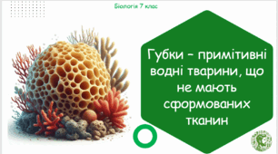 Презентація, конспект уроку та робочі аркуші на тему "Губки – примітивні водні тварини, що не мають сформованих тканин". 7 клас НУШ