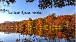 Зовнішня будова листка.