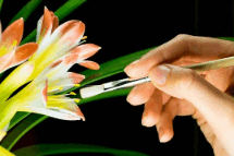 0602vl7s-e471-232x154.png