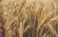 0602vl9g-f9ee-225x144.png