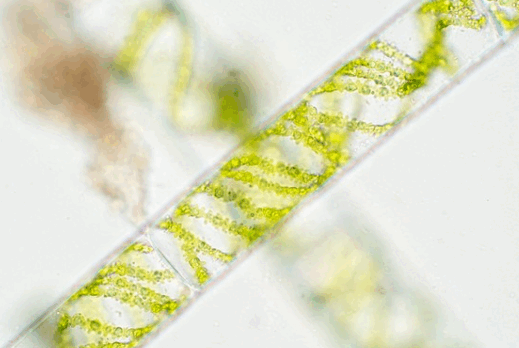 0602vopx-1260-519x348.png