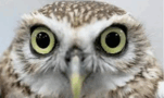 0602vxd0-d75b-138x82.png