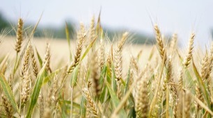 Сільське господарство України