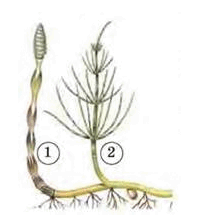 0602w189-c73b-199x221.png