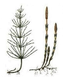 0602w1co-9826-221x281.png
