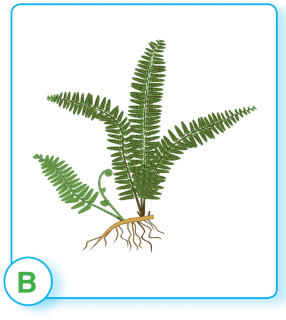 0602w396-e45a-286x320.png