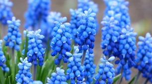 Імітація НМТ-22-24-25