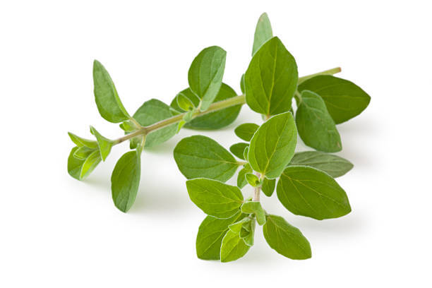 3,400+ Oregano Sprig Stock Photos, Pictures & Royalty-Free Images - iStock