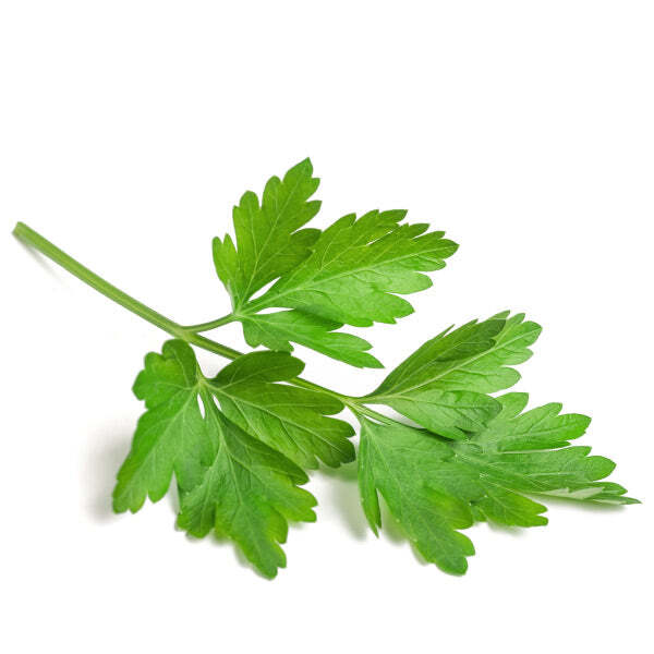 True Leaf Market | True Leaf Market Seed Company