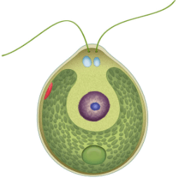 0602w887-9202-258x264.png