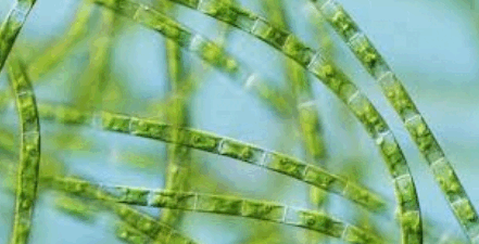 0602w89b-3ba3-441x225.png