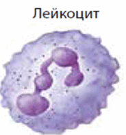 0602w8sn-9065-184x197.png